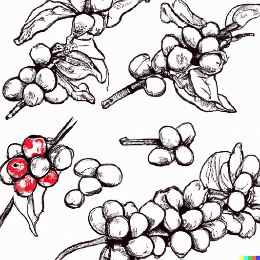 Where do Coffee Beans Grow?